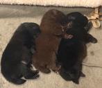 Pomeriaan pups, Dieren en Toebehoren, Overige rassen, 8 tot 15 weken, Meerdere, Meerdere dieren