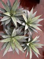 Agave Shaka Koko groot, Ophalen, Bloeit niet, Overige soorten, Volle zon