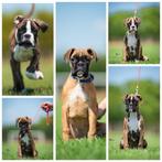 Duitse Boxer Puur Bloed Puppy's, Rabiës (hondsdolheid), Overige rassen, 8 tot 15 weken, Meerdere