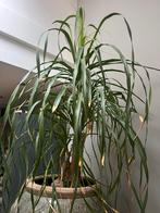 Mooie Yucca plant (olifantenpoot), 100 tot 150 cm, Yucca, Groene kamerplant, Halfschaduw