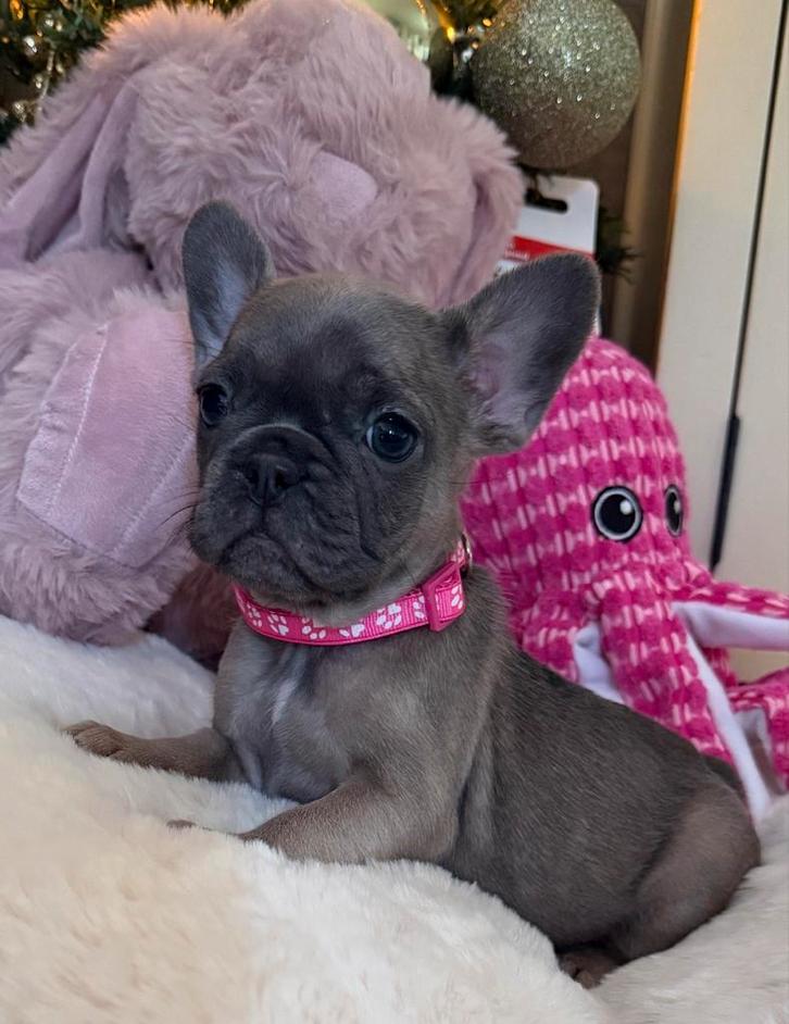 Franse Bulldog Puppy’s – Prachtig en Gezond Nestje, Dieren en Toebehoren, Honden | Bulldogs, Pinschers en Molossers, Meerdere dieren