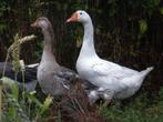 Boerenganzen wit en bont | Ganzen | Deskundig advies, Dieren en Toebehoren, Pluimvee, Meerdere dieren, Gans of Zwaan