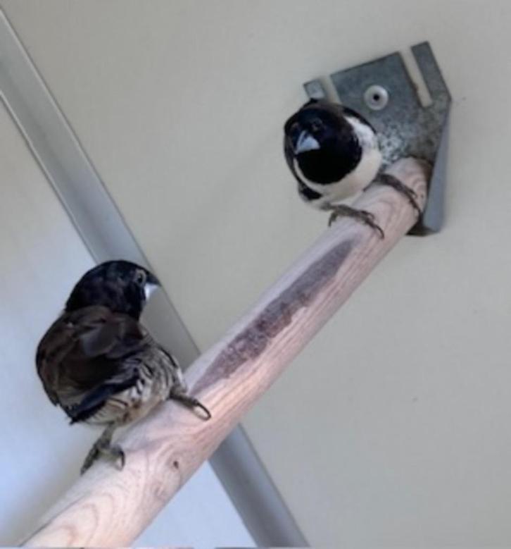 Ekstertjes, Dieren en Toebehoren, Vogels | Overige Vogels, Meerdere dieren