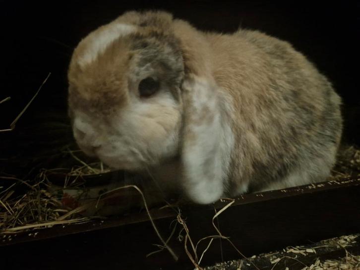 Gecastreerde en gevaccineerde ram, Dieren en Toebehoren, Konijnen, Dwerg, Mannelijk, 0 tot 2 jaar, Hangoor