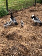 Jonge brandganzen, Meerdere dieren, Gans of Zwaan