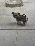 te koop laatste pup van het nestje, Dieren en Toebehoren, Honden | Chihuahua's en Gezelschapshonden, Overige rassen, 8 tot 15 weken