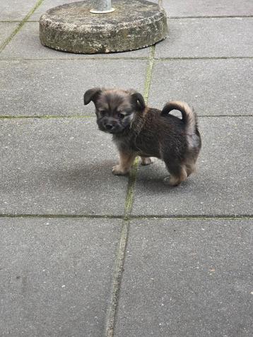 te koop laatste pup van het nestje beschikbaar voor biedingen