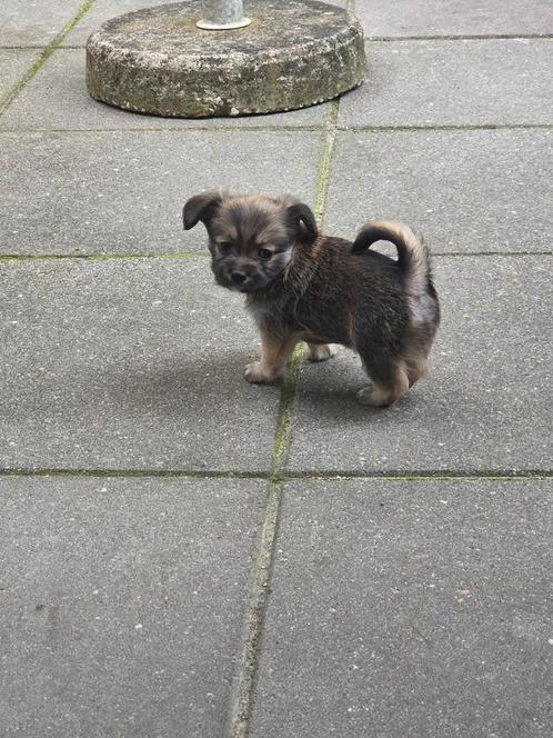 te koop laatste pup van het nestje, Dieren en Toebehoren, Honden | Chihuahua's en Gezelschapshonden, Meerdere dieren, Overige rassen