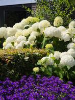 Mooie grote hortensia Annabelle, Tuin en Terras, Planten | Tuinplanten, Ophalen, Zomer, Overige soorten, Halfschaduw
