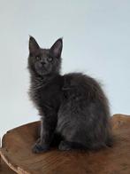 Prachtige maine coon kitten te koop met stamboom, Dieren en Toebehoren, Katten en Kittens | Raskatten | Langhaar, Meerdere dieren