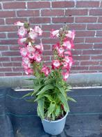 Penstemon, Ophalen of Verzenden, Zomer, Volle zon