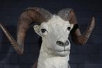 dalls sheep amerikaans schaap jachttroffe taxidermy opgezet, Ophalen, Gebruikt, Hert, Gewei of Kop