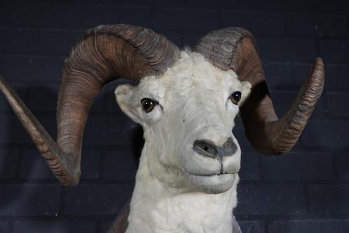 dalls sheep amerikaans schaap jachttroffe taxidermy opgezet, Verzamelen, Dierenverzamelingen, Gebruikt, Gewei of Kop, Hert, Ophalen