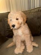 Goldendoodle puppy, Dieren en Toebehoren, Honden | Retrievers, Spaniëls en Waterhonden, Eén hond, Nederland, Particulier, Reu