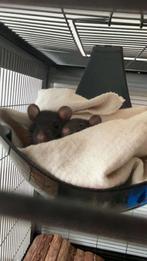 2 mannelijke ratjes, GRATIS MOET SNEL WEG!, Dieren en Toebehoren, Augustus, Mannelijk, Rat