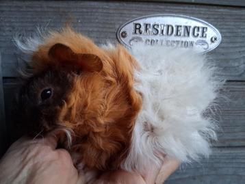 Lunkarya cavia baby,s beschikbaar voor biedingen
