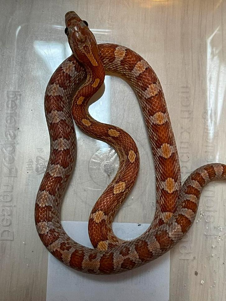 1.0 zuivere Upper Keys korenslang nk25