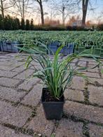 Liriope muscari Ingwersen, Tuin en Terras, Planten | Tuinplanten, Ophalen, Zomer, Volle zon