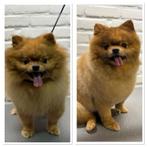 Trimsalon COOLna in Hillegom 🐾