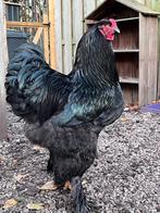 Brahma haan, bijna 2 jaar oud helemaal zwart., Dieren en Toebehoren, Pluimvee, Mannelijk, Kip
