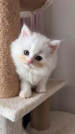 Britse langhaar, Dieren en Toebehoren, Katten en Kittens | Overige Katten, Meerdere dieren, Langharig, 0 tot 2 jaar