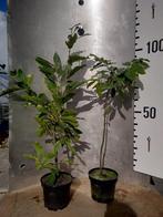 Tamme Kastanje - Castanea sativa, In pot, Halfschaduw, Lente, Minder dan 100 cm
