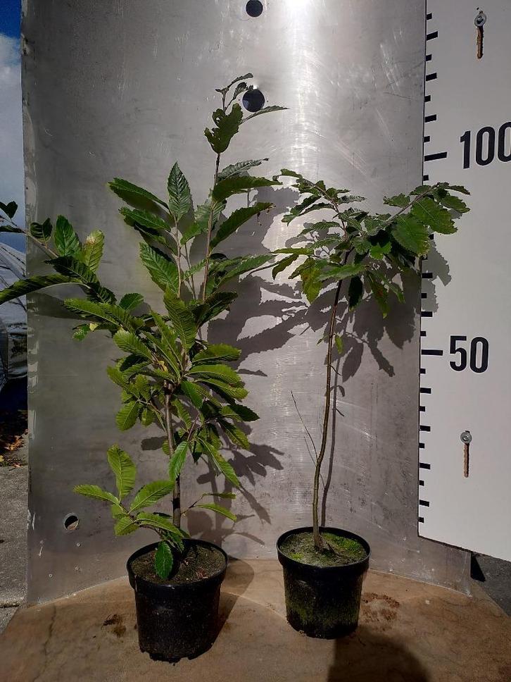Tamme Kastanje - Castanea sativa, Tuin en Terras, Planten | Bomen, Overige soorten, Minder dan 100 cm, Halfschaduw, Lente, In pot