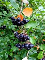 Mooie struiken gezond fruit appelbes Aronia  sterke fruithaa, Overige soorten, Haag, Minder dan 100 cm, Ophalen of Verzenden