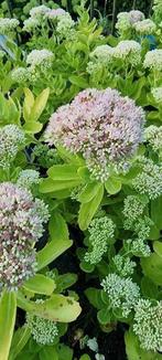 Sedum / Herbstfreude, Volle zon, Vaste plant, Herfst, Ophalen