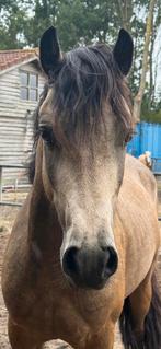 Talentvolle Welsh pony’s te koop, Dieren en Toebehoren, Pony's, Meerdere dieren, Niet van toepassing, Gechipt