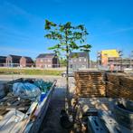 leibeuk carpinus betulus leiblok (leiboom), Ophalen of Verzenden, In pot, Leiboom
