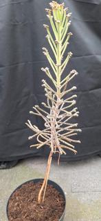 Kalanchoe Tubiflora, Ophalen, Halfschaduw, Minder dan 100 cm