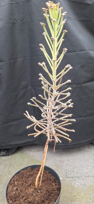 Kalanchoe Tubiflora beschikbaar voor biedingen