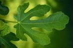 Vijgenbladeren 🍀🍀🍀🍀(  2 zak ), Ophalen, Zomer, Volle zon