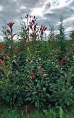 Photinia 'Red Robin', Tuin en Terras, Planten | Struiken en Hagen, Ophalen of Verzenden, Overige soorten