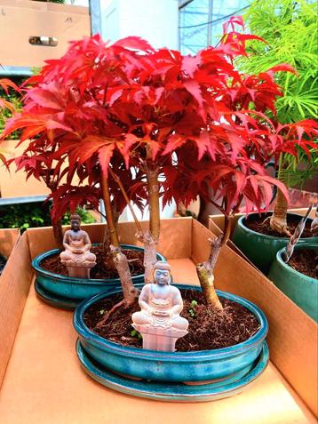 Acer Bonsai (bos) beschikbaar voor biedingen