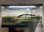Muskus schildpad, Dieren en Toebehoren, Reptielen en Amfibieën | Toebehoren, Ophalen, Zo goed als nieuw, Terrarium of Paludarium