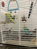 Grasparkieten met kooi, Dieren en Toebehoren, Vogels | Parkieten en Papegaaien, Meerdere dieren, Parkiet