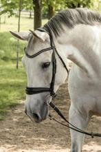 Springpferd, 9 Jahre Sir Obolensky X Contendro, Dieren en Toebehoren, Paarden, Springpaard, 175 cm of meer, Gechipt, Ruin