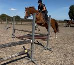 Lieve merrie (spring), Dieren en Toebehoren, Paarden, Merrie, Springpaard, Z, 11 jaar of ouder