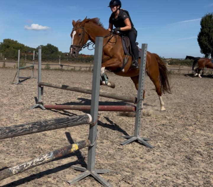 Lieve merrie (spring), Dieren en Toebehoren, Paarden, Merrie, Z, 165 tot 170 cm, 11 jaar of ouder, Springpaard
