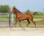 Merrie veulen (Cero Blue TN x Chello III) en of fokmerrie, Dieren en Toebehoren, Paarden, Merrie, Springpaard, 0 tot 2 jaar