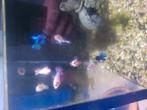 Betta crowntail vrouwen, Vis