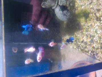 Betta crowntail vrouwen  beschikbaar voor biedingen