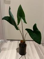 Alocasia Zebrina in Vaas, Huis en Inrichting, Kamerplanten, Ophalen, Overige soorten, Halfschaduw, In pot