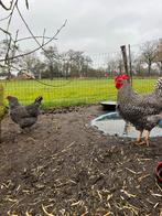 Jonge Toom (grote) Amrock kippen, Dieren en Toebehoren, Ophalen, Drinken en Voederen