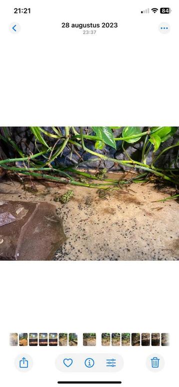 Gezocht: Europese vuurbuikpad Bombina variegata beschikbaar voor biedingen