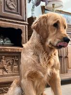 Op zoek naar vriendin!, Dieren en Toebehoren, Golden retriever, Particulier, 1 tot 2 jaar, Buitenland