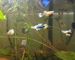 Guppy Mix - Man, Dieren en Toebehoren, Vissen | Aquariumvissen, Vis, Zoetwatervis, Schoolvis