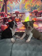 Raszuivere Gloed mooie Boston Terriër Pups!, Rabiës (hondsdolheid), Overige rassen, 8 tot 15 weken, Meerdere dieren
